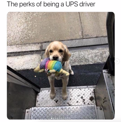 babyanimalgifs:  A dream.Follow @ups-dogs porn pictures