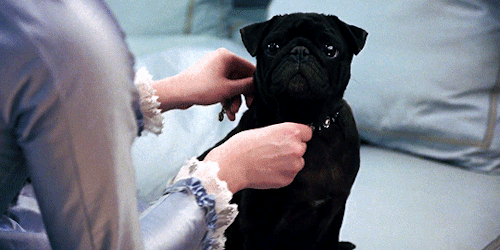 pariztexas:Dogs in Marie Antoinette (2006) dir. Sofia Coppola