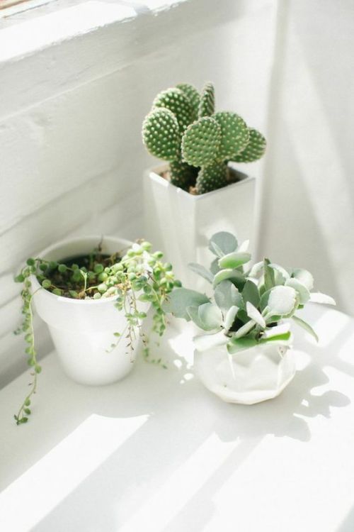 cactus-and-succulents: source pinterest. more here es.pinterest.com/superextrahot/cactus-and