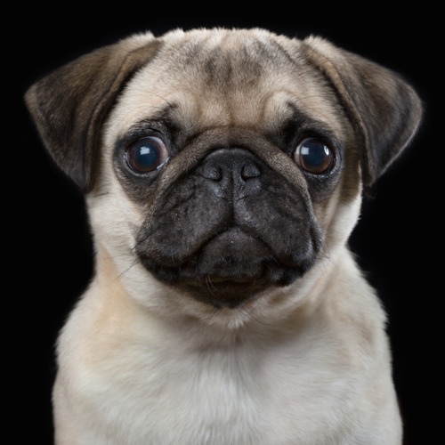 did-you-kno:  mymodernmet:Intimate Animal Portraits Capture Unique Quirks and Personalities of Cats, Dogs, and HorsesIf you took portraits of my dogs, one of them would look majestic, regal, and wise from every angle, and the other would look like an