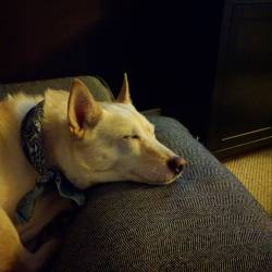 atlasttheend:  Sleepy dog.