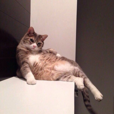 funny cat poses | Tumblr