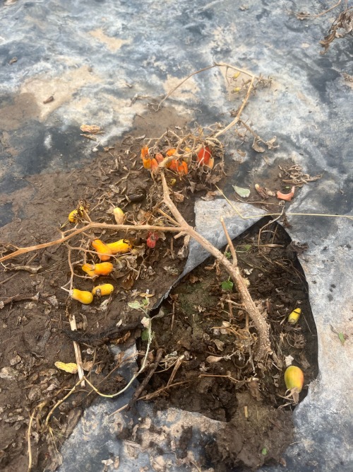 When You Neglect A Tomato Plant For Half An Hour