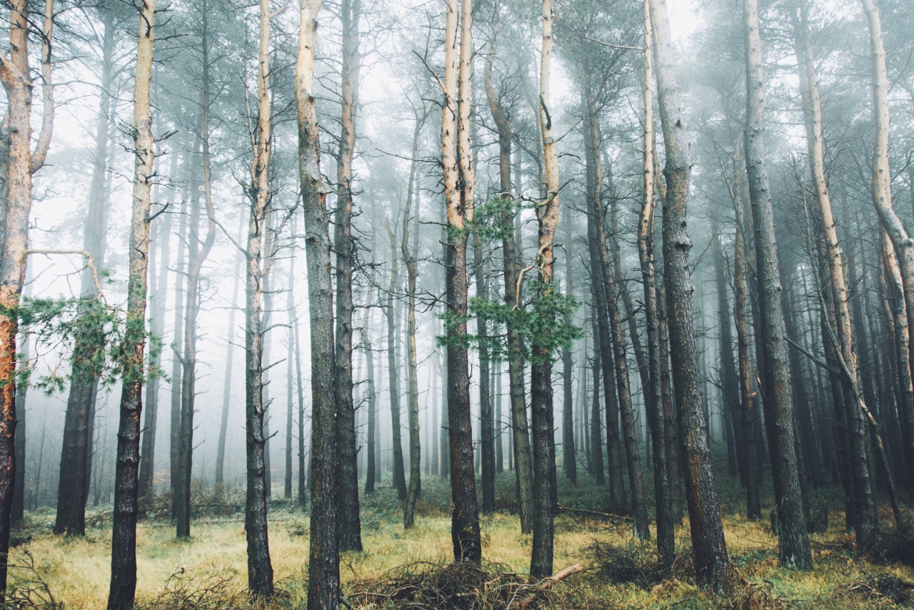 dpcphotography:  Hagg Farm, UK