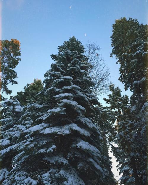 These are the #beautiful #trees surrounding our #home Enjoying this #peaceful morning snuggling in 