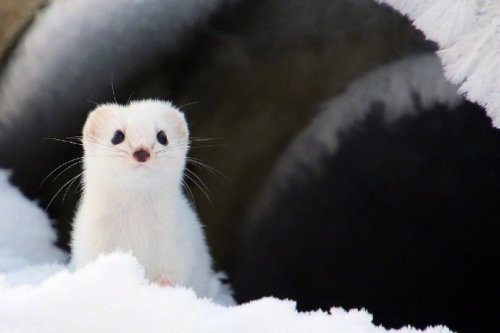 animal-addiction-love:Japanese netizens shot a group of big shots in the snow for