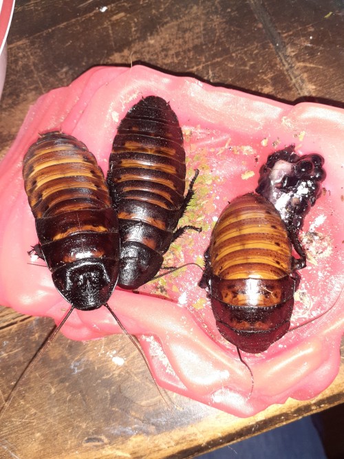 I Love Making These Bugs Little Meals