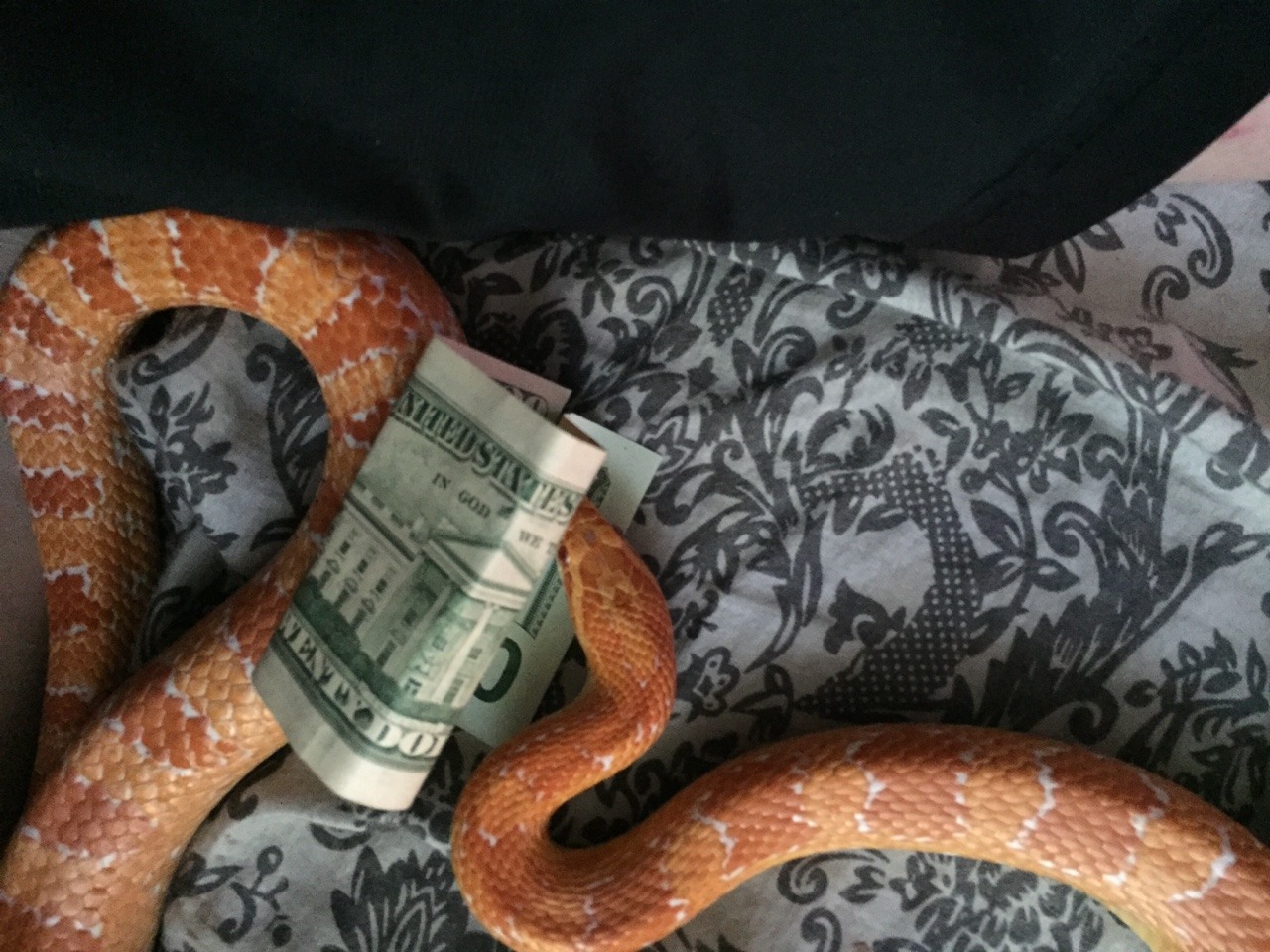 snakecommunism:  this is the Cash Dude. you might not got any cash if you reblog