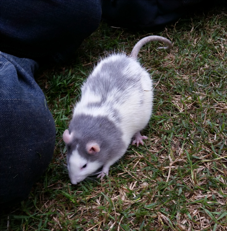 shithowdy:My friend’s rat more closely resembles a strange opossum.