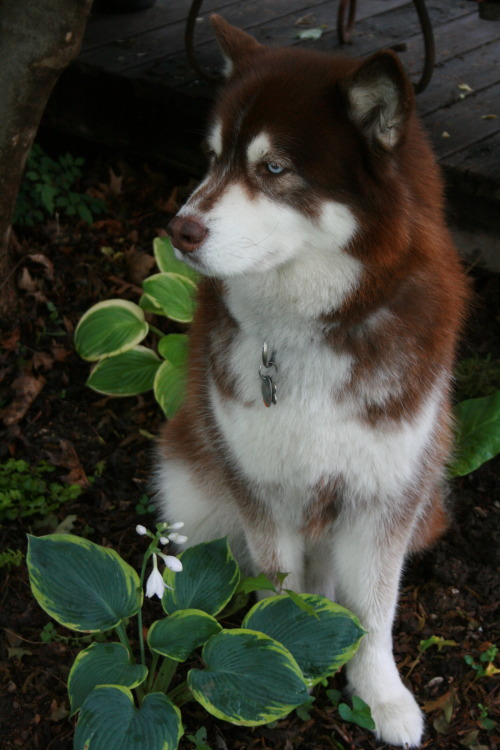 Our Hostas Are Looking Nice. But We Have One Really Giant Fuzzy Plant. I Think We’ll Keep Him.