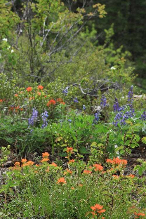 burningmine:Wildflowers at Mount Baldy, May 2020