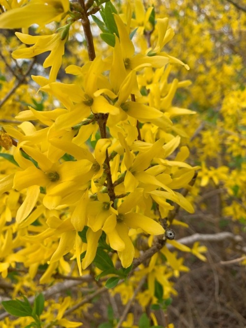 For @stormynightsreawake , here are some forsythia photos by @sparklekitsch !