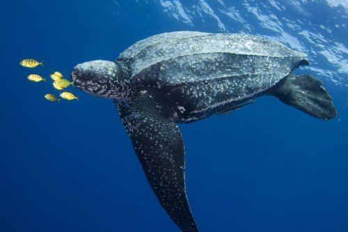 Unlike other sea turtles, the leatherback sea turtle does not have a bony carapace.  In place o