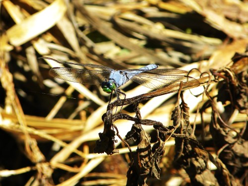 Dragonfly by Brooke Pratt, Senior, Interlochen Arts Academy