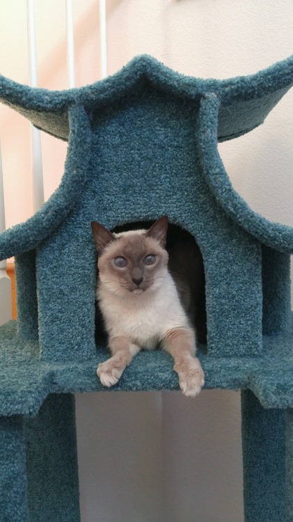 I am pleased with the new cat tree purchase. I think they are sold as well. 