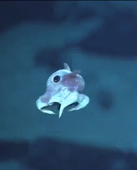 thehalfricanhoodpoet:actualjackzimmermann:This tiny octopus, whose body measured about five centimet