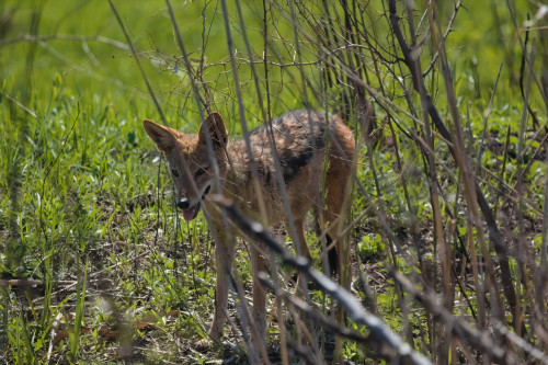 A good boy stalking around near the duck pond.