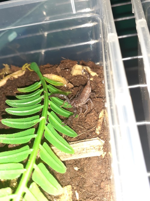 Baby Scorpions Photodump