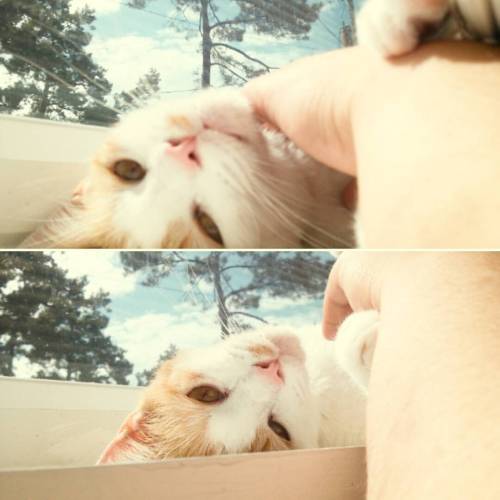 Rory gave my arm hugs #catsofinstagram #catstagram #kitty
