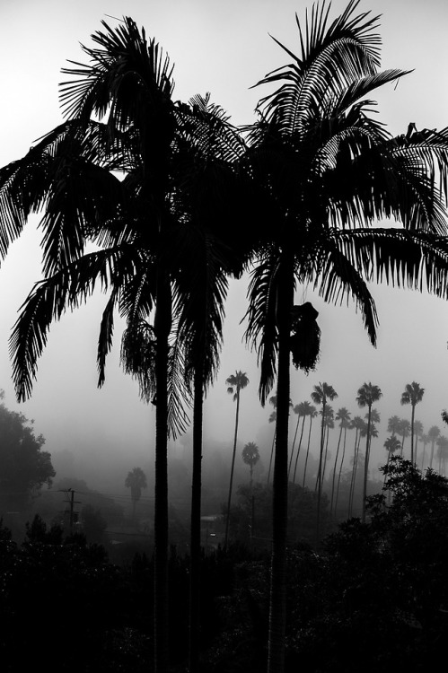 justbecalm: Weird misty morning here in Lost Angeles by fawlayer