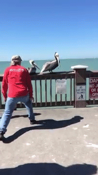 sizvideos:  Man Saves Pelican with Fishing