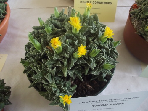 cactusmandan:Some fantastic Faucaria sp. from the mesemb show, aka Tiger jaws!