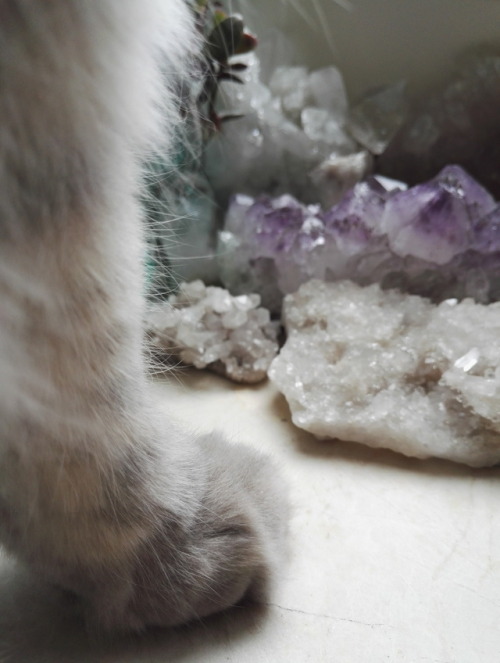 Crystal paws