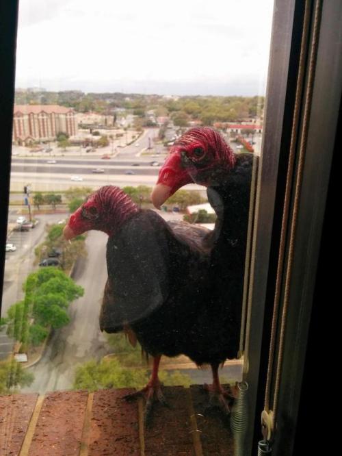 archiemcphee:  Because sometimes what you need most is to see a bunch of different birbs surprising people at their office windows, balconies, and back doors in order to squawk or chirp “OH HAI” or to simply stare and stare and stare in hopes of receiving