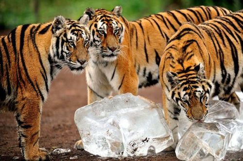 sevenpencee: Pictured above, the Siberian Tiger is one of only six surviving subspecies of tiger. Co