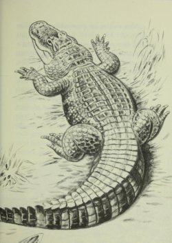 antiqueanimals:Black Jack, Last of the Big Alligators. Illustrated by Lloyd Sandford. 1991.