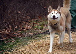 shelterlove:  Meet Cocoa the Siberian Husky! Cocoa is not your typical husky, in that she lacks the “cat-like“ personality many of them posses, and she is more interested in people than doing her own thing. She loved to lean on us and demanded we