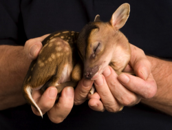 awkwardsituationist:  this muntjac fawn,