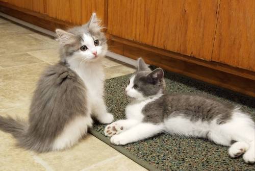 cuteness–overload:Went to the shelter to look and came home with these 2 cutiesSource: 