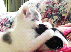 kittens-kittenseverywhere:  It’s just so cute. How can somebody not like cats? 