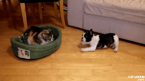 gifsboom:  French Bulldog Puppy Tries to Reclaim Bed From Cat. video