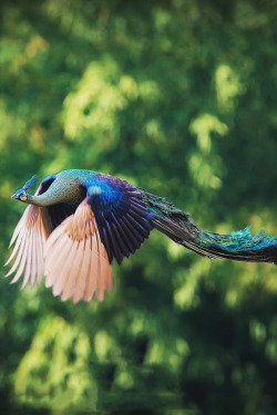 mstrkrftz:  Flying peacock by Captainskyhigh