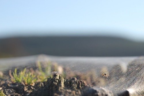 mhplanet:~ under the web ~This colony of spiders have created their own enclosed world on top of a f