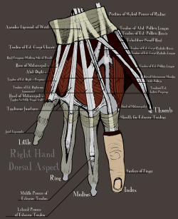 coffinbats:  Anatomy of the Hand Poster. 2013 