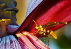 smithsonianmag:  Photo of the day: Wasp on a banana tree Photo by John Matzick (Port Hadlock, WA); Mazatlán, Mexico 