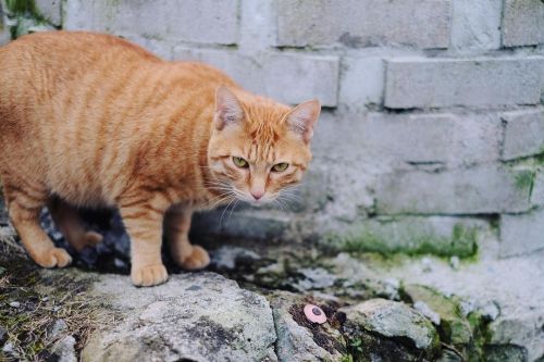 こんにちは。 ロバの本屋さんのチャッチャ やっと目を合わせてくれた。 今日はゆっくり本も選べて良かったな ・ ・ ・ #チャッチャ#cat#ちゃとら猫#ロバの本屋 #catphoto #xt20 