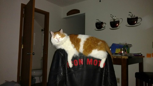 Early Sunday submitter. My cat Dexter straddling the chair with my jacket on it.(submitted by @636as