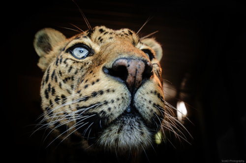 Photo by Scott DUp close with a male Sri Lankan Leopard at Banham zoo.