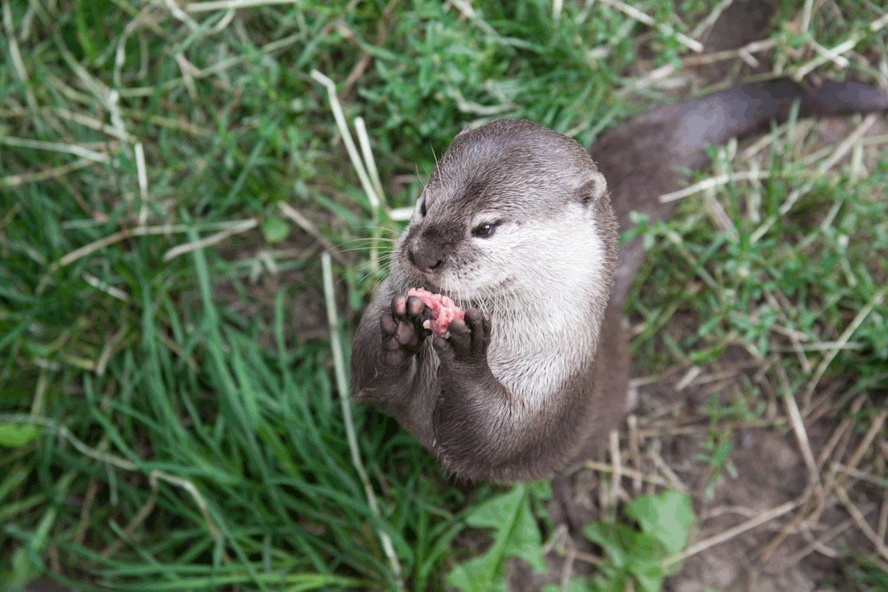 maggielovesotters:
“I just rediscovered this gif I made of little Nutmeg eating and had to repost it. She was such a cute otter at the Otters & Butterflies sanctuary in Devon where I was otter keeper for the day.
”