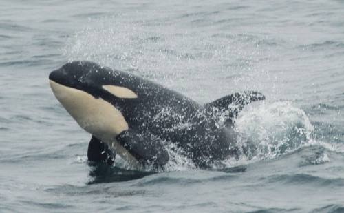 alaskan-orca:AB78 Findlay trying his best to outrun a pesky group of 30 Dall’s porpoises that were b