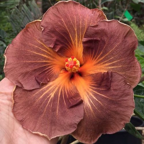 floralls:Tropical Hibiscus I via tezulaplants