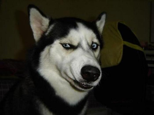 dogb0y:  Huskies make the best faces 