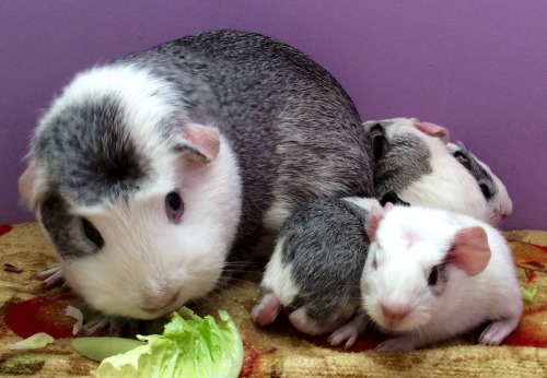 cherishedcavies: Birth Announcement . Bella had her babies today. Four beautiful little pigs. Three 