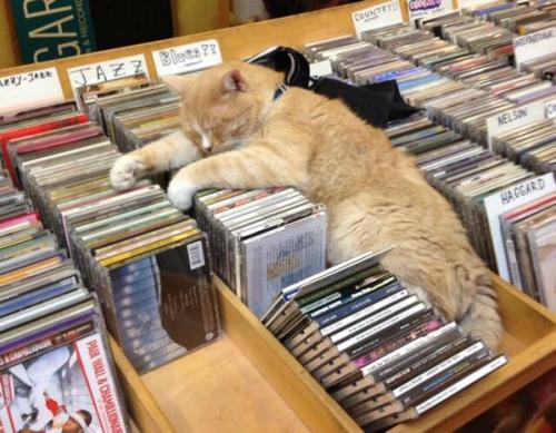 darylfranz:猫がいるレコード屋さん…珍屋、NYの『Bleecker Street Records』等 - ハムスター速報