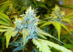 420stoneheads:  herb 420 weed stuff  marijuana