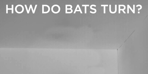 skunkbear:A new study (published in PLOS Biology) investigated how bats make sharp turns in the air,